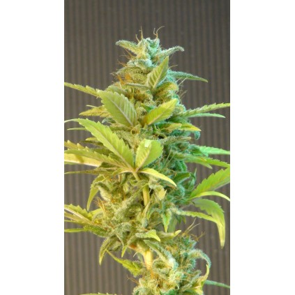 Mikromachine Auto Kannabia Seeds 