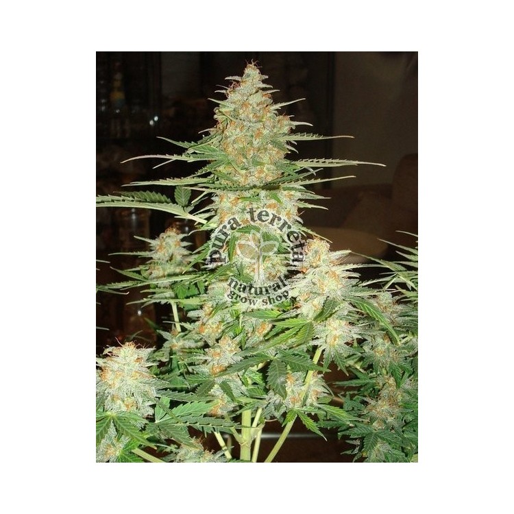 60 Day Wonder DNA Genetics