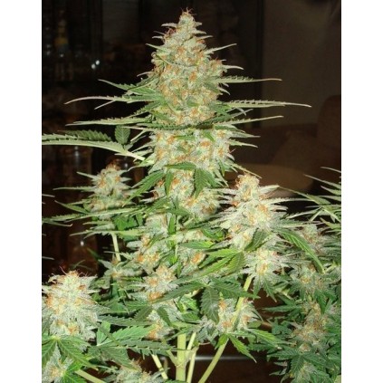 60 Day Wonder DNA Genetics