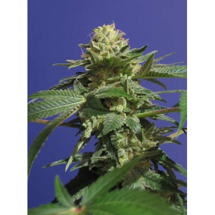 The Hog T.H.Seeds