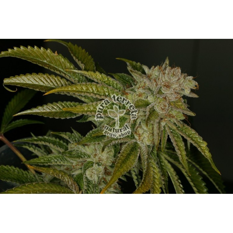 MK Ultra T.H.Seeds