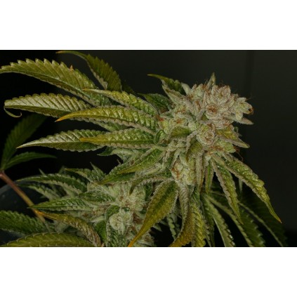 MK Ultra T.H.Seeds
