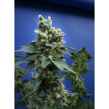 Sage 'n Sour T.H.Seeds