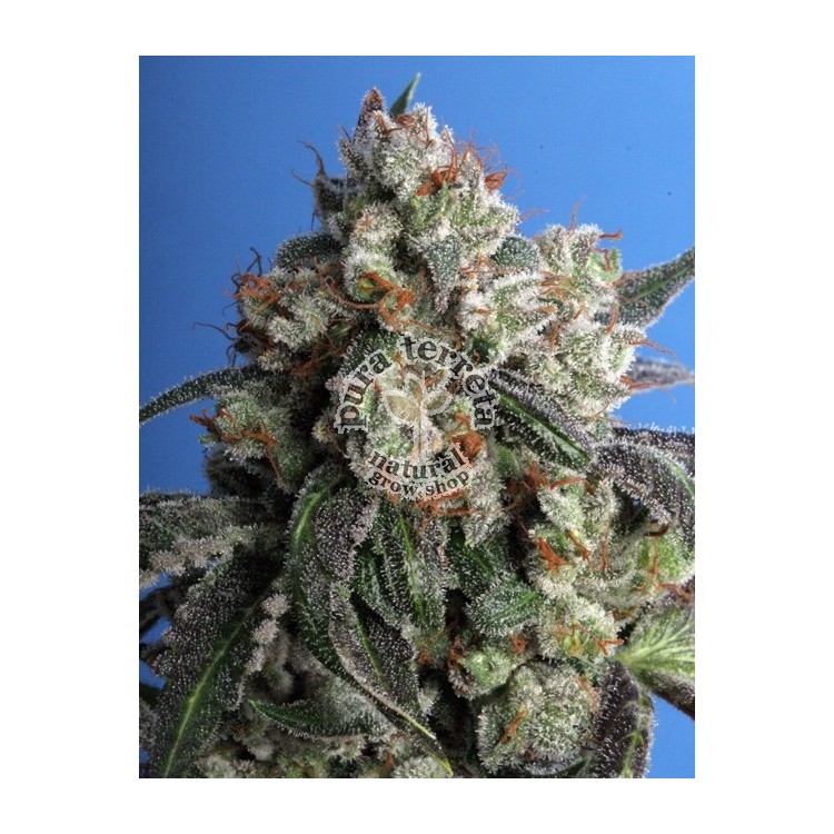 Burmese Kush T.H.Seeds