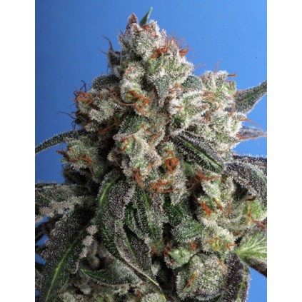 Burmese Kush T.H.Seeds