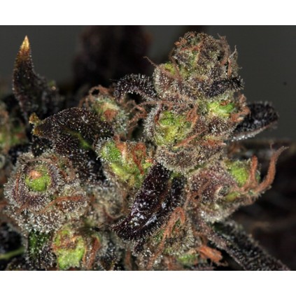 Da Purps T.H.Seeds