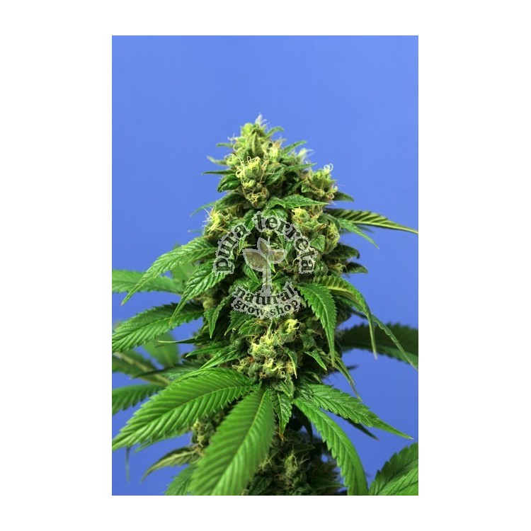 Wreckage T.H.Seeds