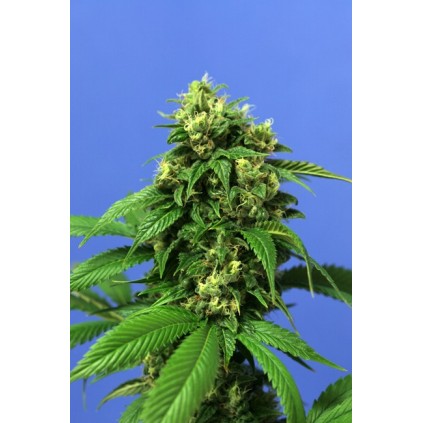 Wreckage T.H.Seeds