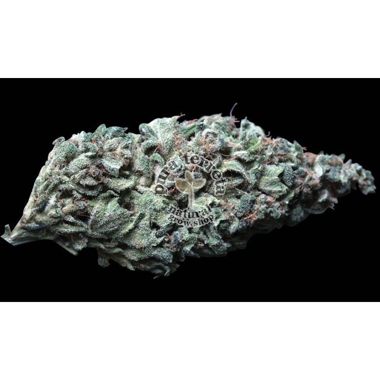 Lambo T.H.Seeds