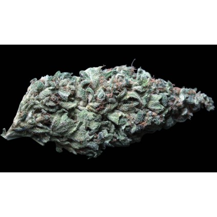 Lambo T.H.Seeds