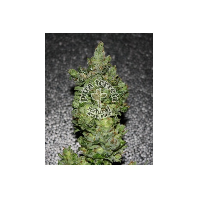 Darkstar T.H.Seeds