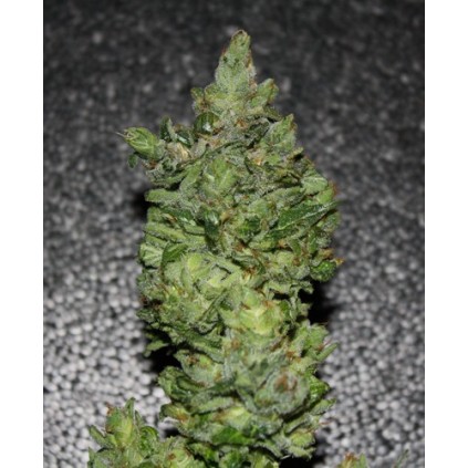Darkstar T.H.Seeds