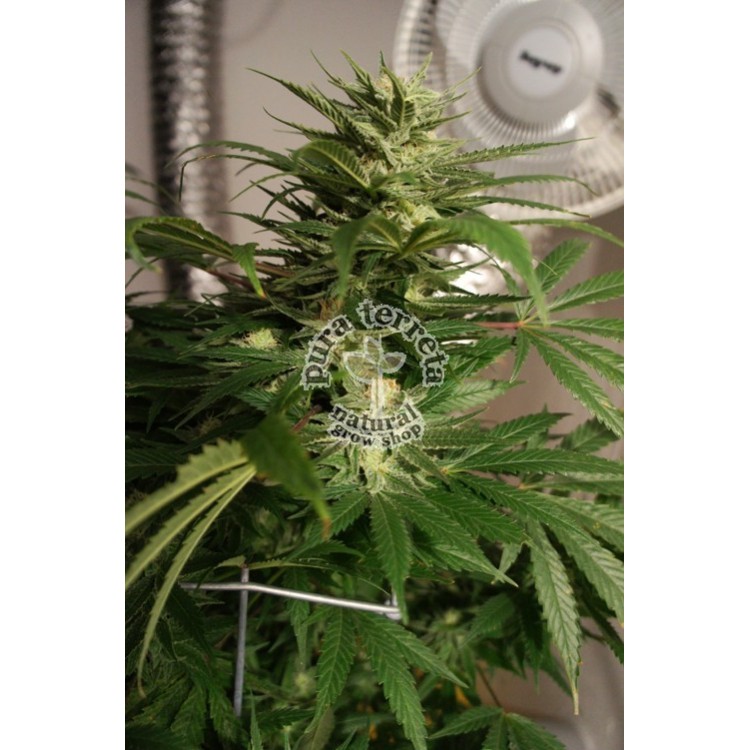 Skunkage T.H.Seeds
