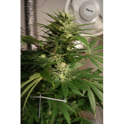 Skunkage T.H.Seeds