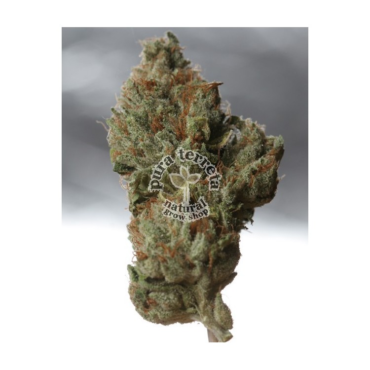 Cold Creek kush T.H.Seeds