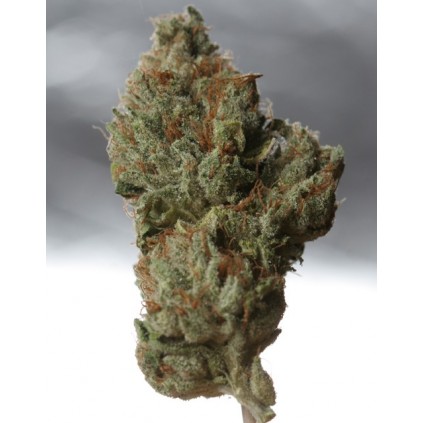 Cold Creek kush T.H.Seeds