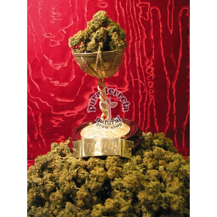 MK-Ultra T.H. Seeds semillas