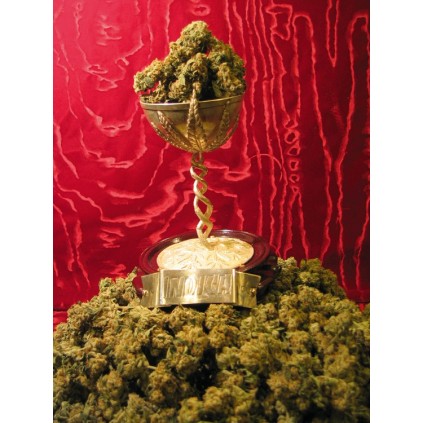 MK-Ultra T.H. Seeds semillas