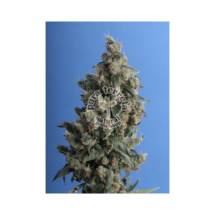 kushage T.H. Seeds semillas