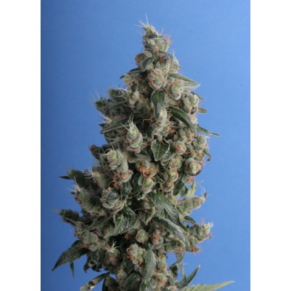 kushage T.H. Seeds semillas