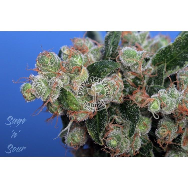 sage 'n sour T.H. Seeds semillas