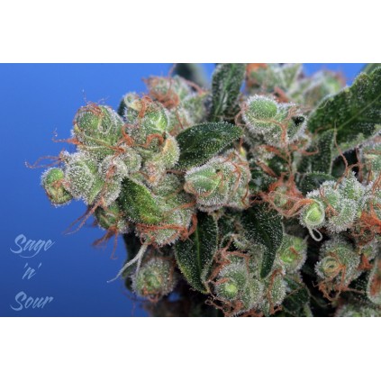 sage 'n sour T.H. Seeds semillas
