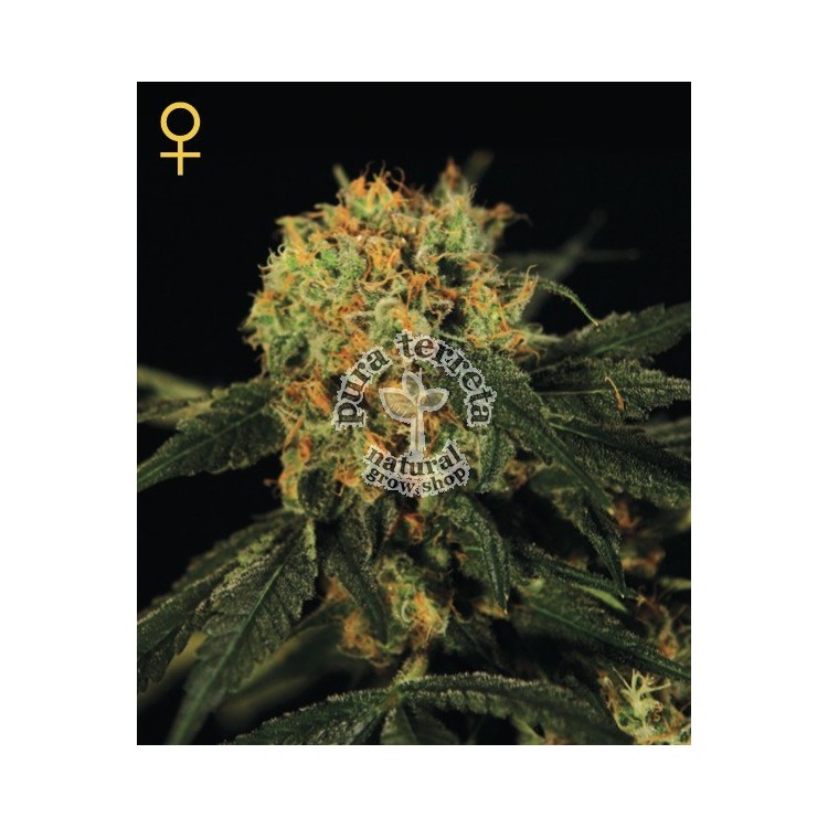 A.M.S. Green House Seed Co. 