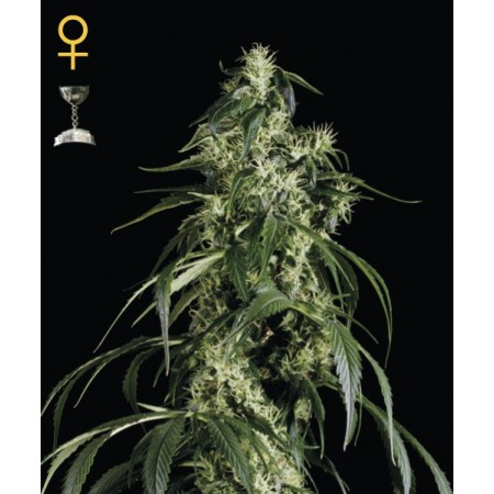 Arjans Haze 1 Green House Seed Co. 