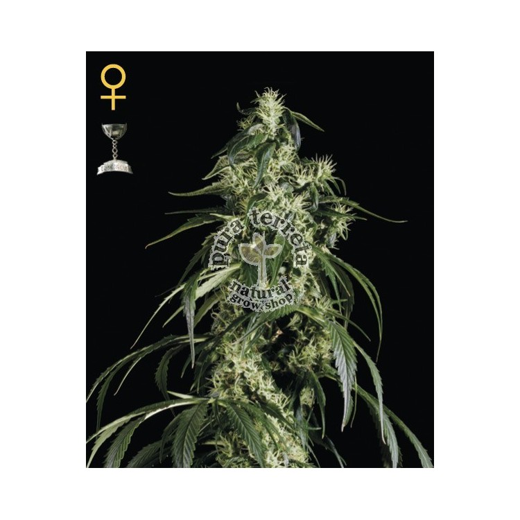 Arjans Haze 1 Green House Seed Co. 