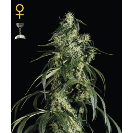 Arjans Haze 1 Green House Seed Co. 