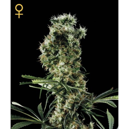 Arjans Haze 2 Green House Seed Co. 