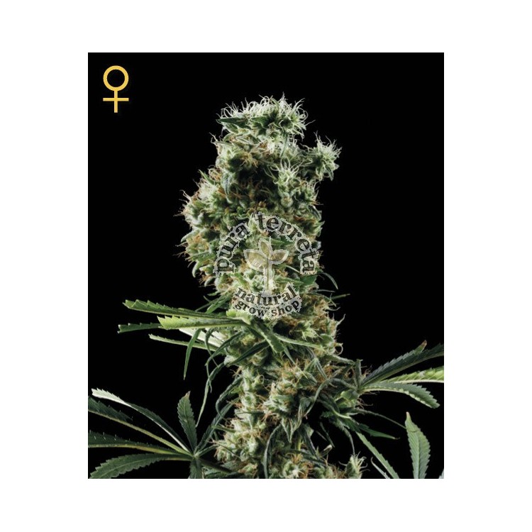 Arjans Haze 2 Green House Seed Co. 