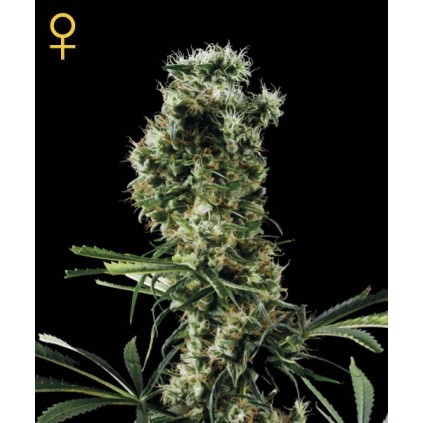 Arjans Haze 2 Green House Seed Co. 