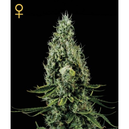 Arjans Haze 3 Green House Seed Co. 