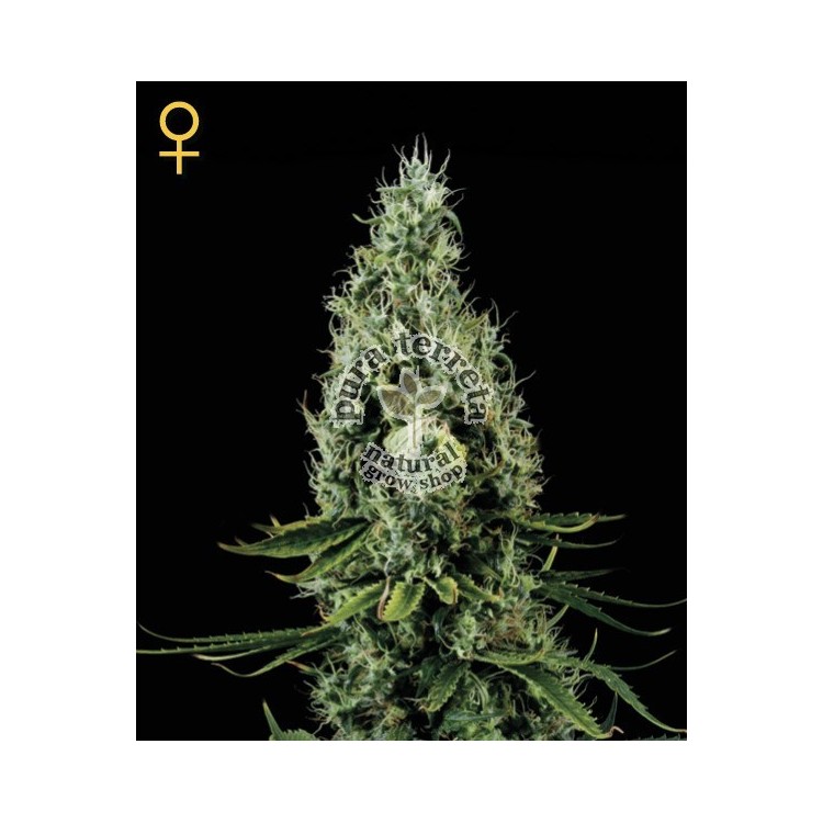 Arjans Haze 3 Green House Seed Co. 