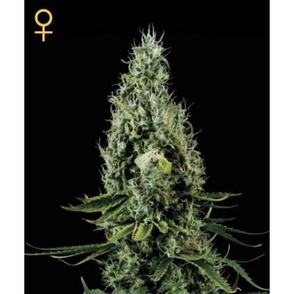 Arjans Haze 3 Green House Seed Co. 