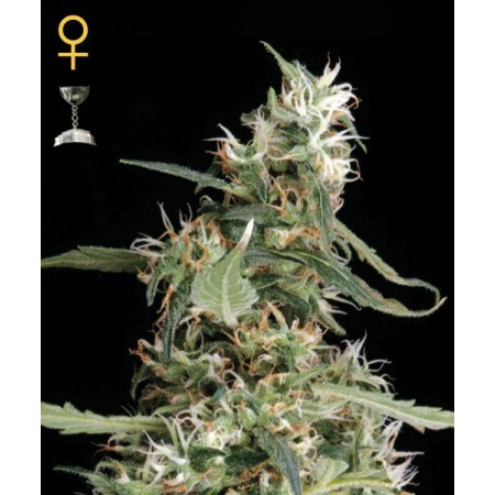Arjans Ultra Haze 1 Green House Seed Co. 