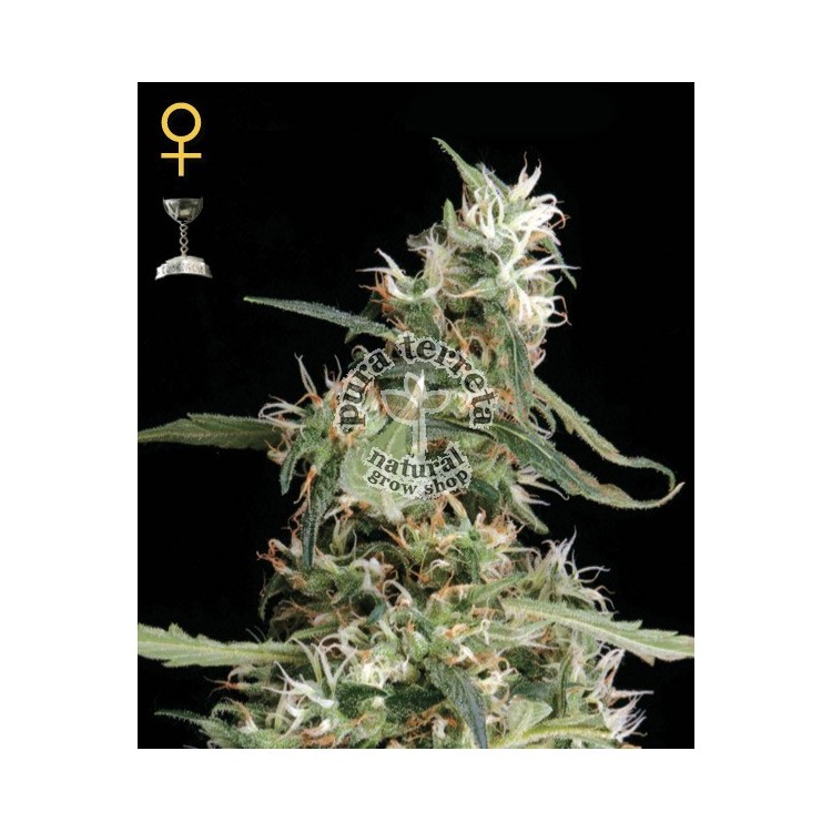 Arjans Ultra Haze 1 Green House Seed Co. 