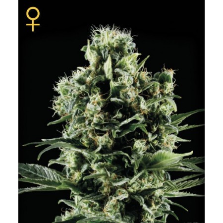 Himalaya Gold Green House Seed Co. 