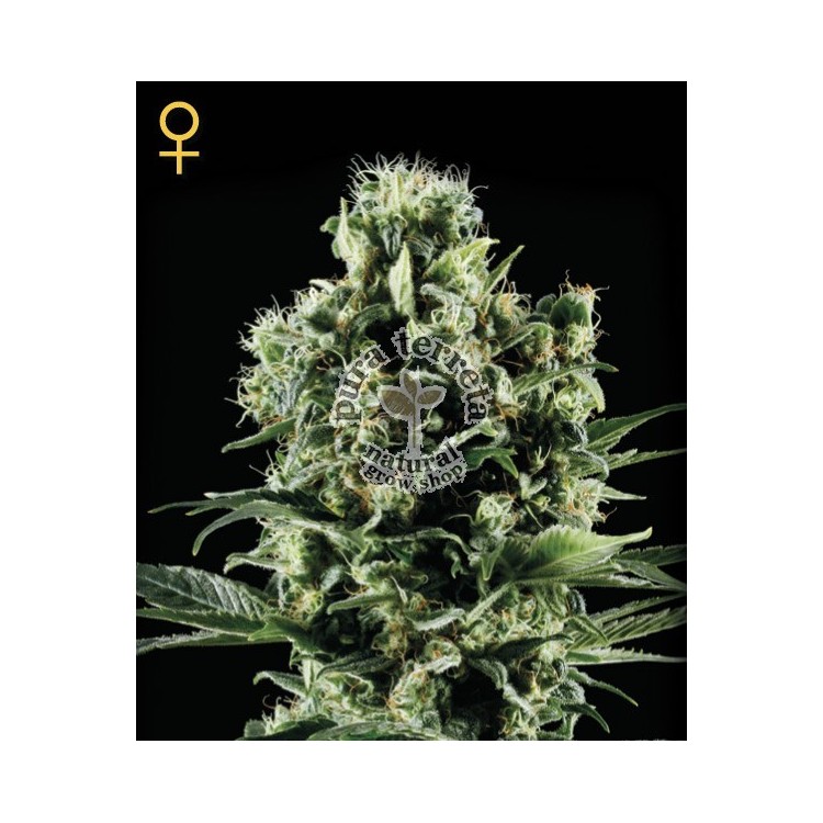 Himalaya Gold Green House Seed Co. 
