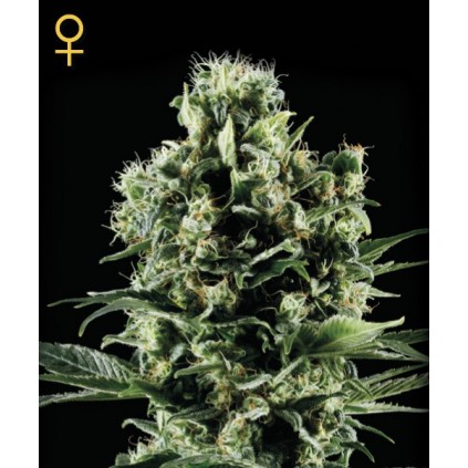 Himalaya Gold Green House Seed Co. 