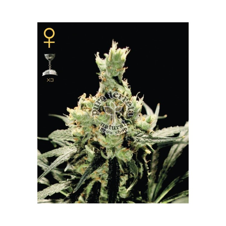 Super Lemon Haze Green House Seed Co. 