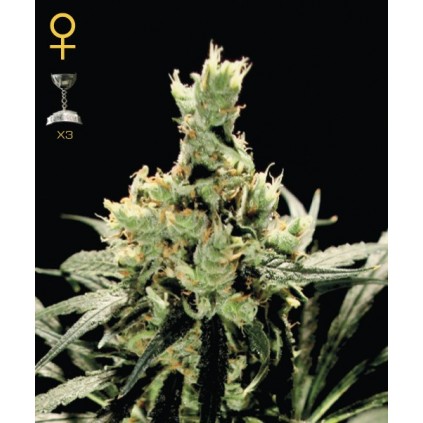 Super Lemon Haze Green House Seed Co. 