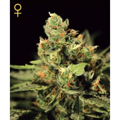 Big Band Auto Green House Seed Co.