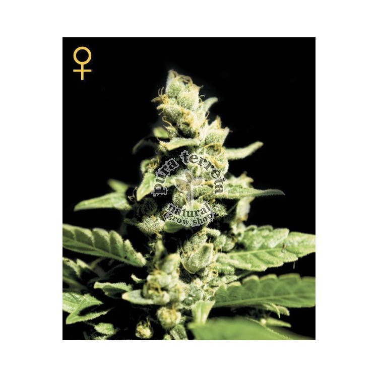 Green O Matic Auto Green House Seed Co.semillas