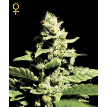 Green O Matic Auto Green House Seed Co.semillas