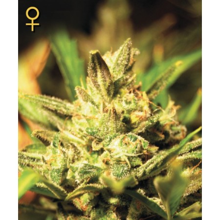 Super Critical Auto Green House Seed Co.semillas