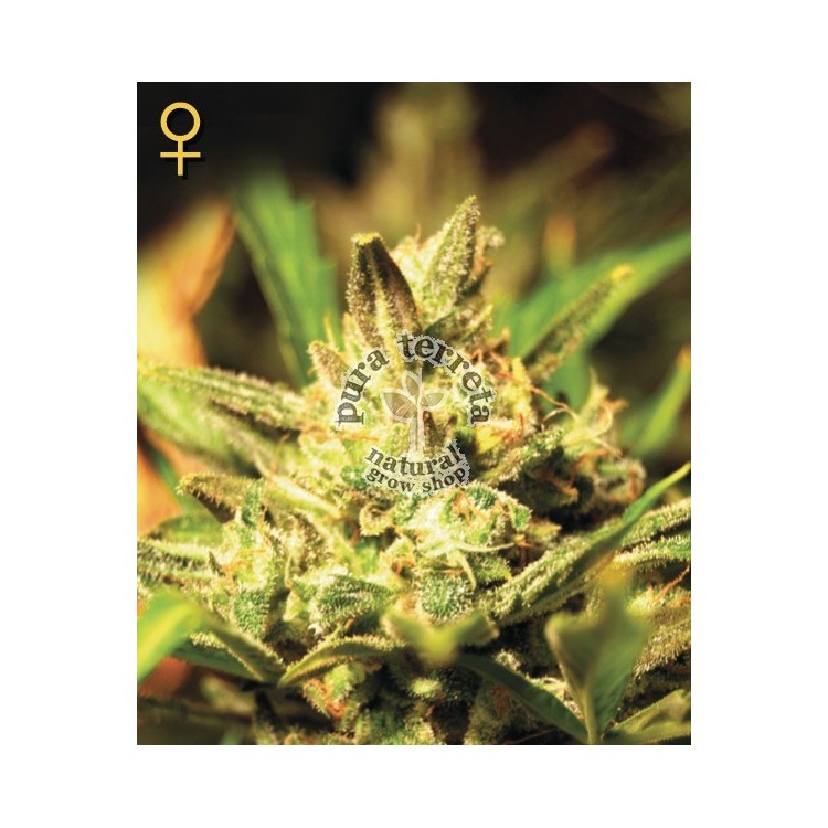 Super Critical Auto Green House Seed Co.semillas