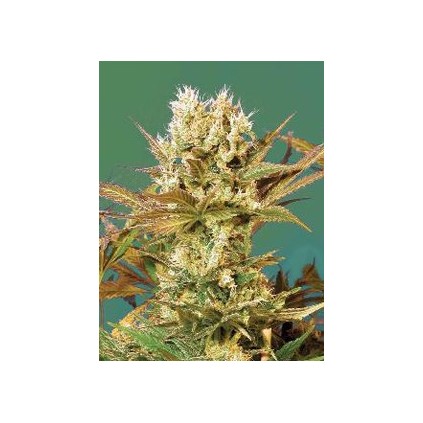 Motavation Serious Seeds 