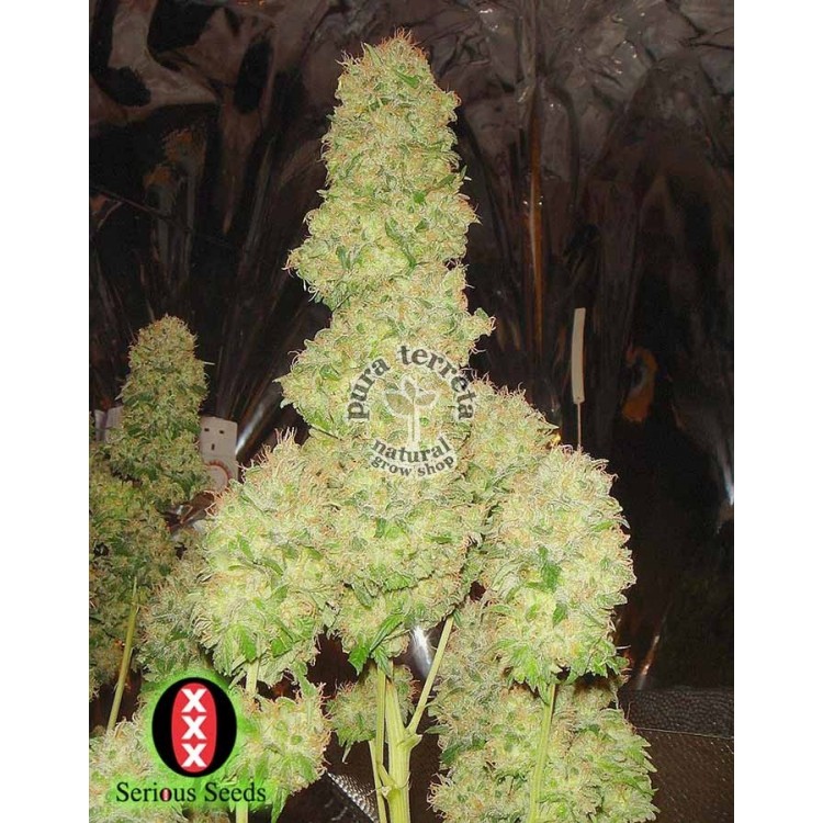 White Russian Serious Seeds 